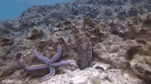 Octopus punch animation